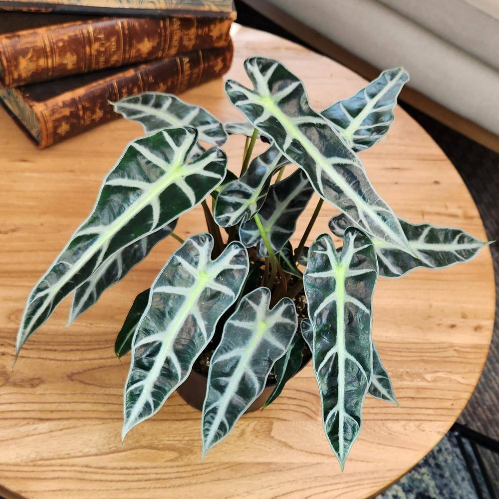 Alocasia Bambino Air Purifying Indoor Plant in Black Pot