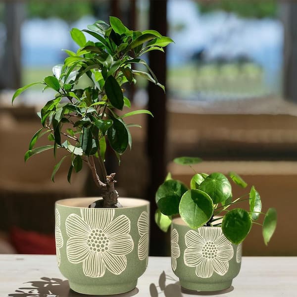 left botanical low 鉢 植物鉢] left botanical 白黒垂れ Mサイズ | A-PLANTS|塊根植物販売