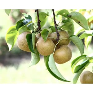 3 ft. Hosui Asian Pear Tree with Vigorous Growth and Heavy Fruit Production