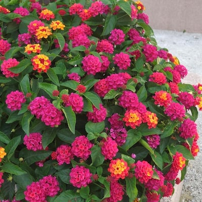 2.5 in. Lantana Bloomify Rose Plant (3-Pack)