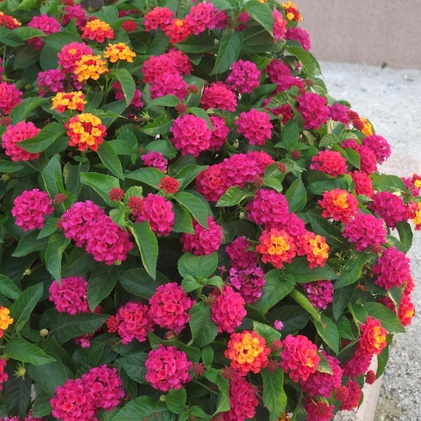 national PLANT NETWORK 2.5 in. Lantana Bloomify Rose Plant (3-Pack)