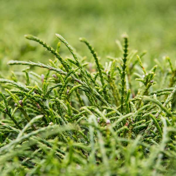 Spring Hill Nurseries 3 Gallon Pot, Whipcord Western Red Cedar, Evergreen Shrub (1-Pack)