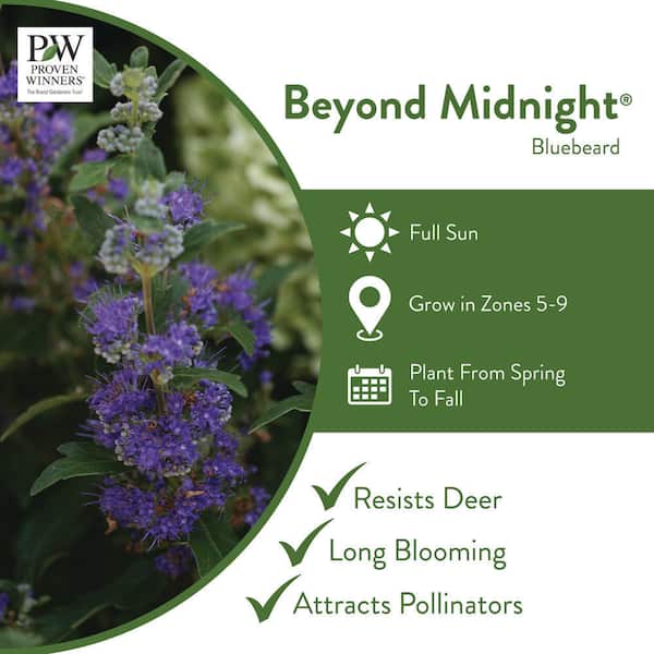 1 Gal. Beyond Midnight Bluebeard (Caryopteris) Live Shrub, Blue Flowers and Glossy Green Foliage