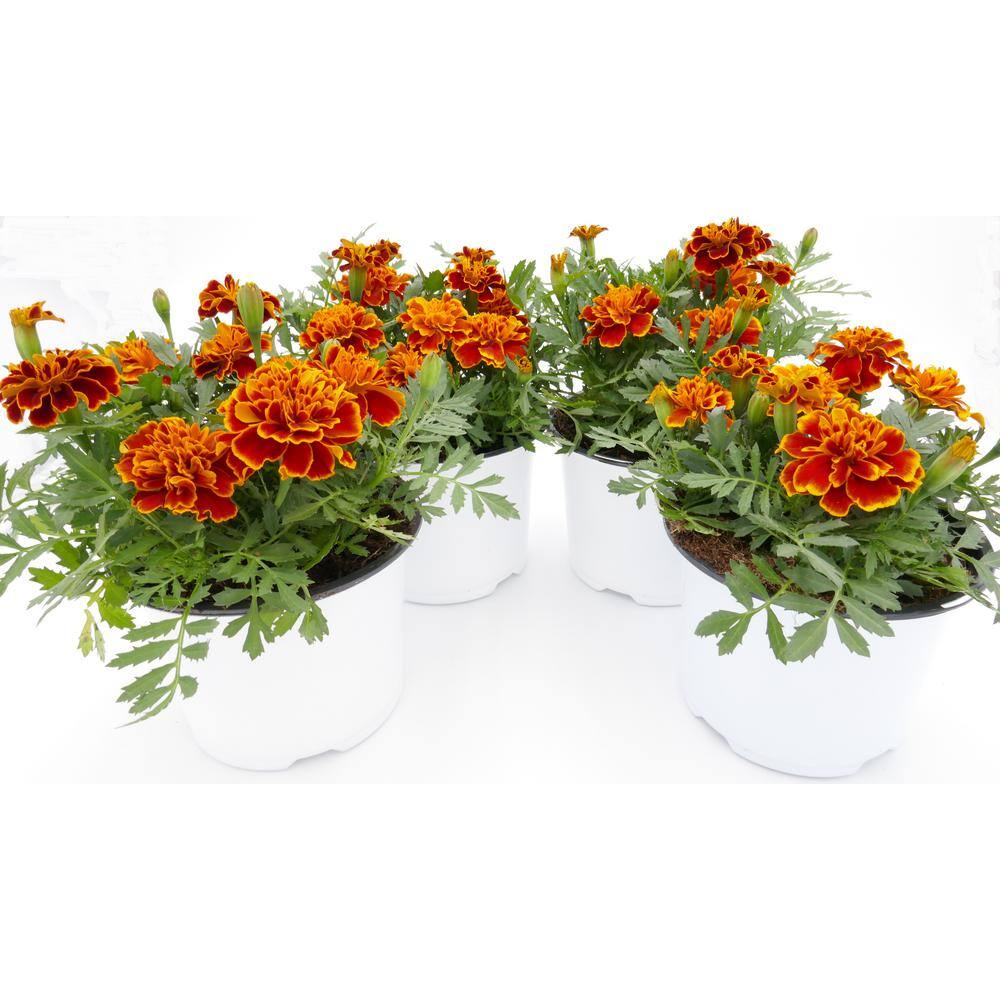 BELL NURSERY 6 in. BiColor Marigold Annual Live Plant, RedGold