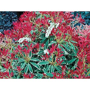 2.50 qt. Pot, Flaming Silver Pieris Flowering Shrub Potted Broadleaf Evergreen Plant (1-Pack)