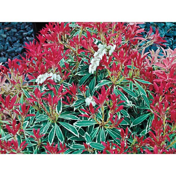 Spring Hill Nurseries 2.50 qt. Pot, Flaming Silver Pieris Flowering Shrub Potted Broadleaf Evergreen Plant (1-Pack)