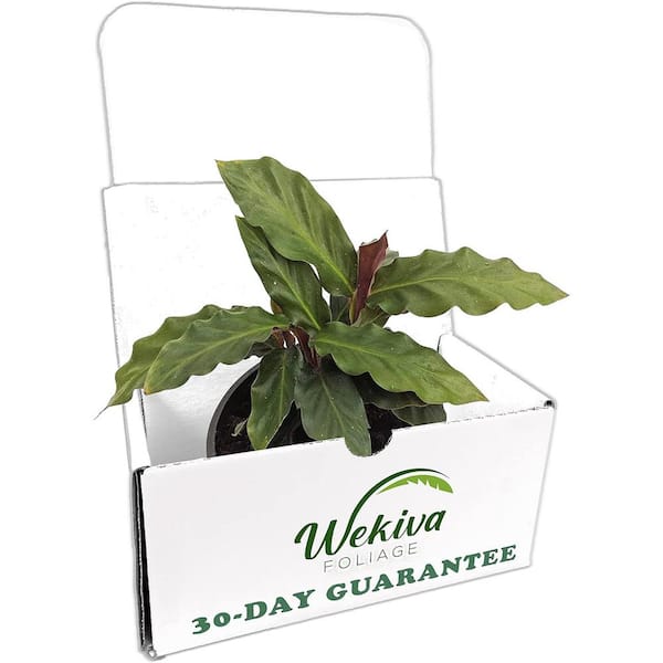 Wekiva Foliage Calathea Rufibarba-Live Plant in a 4 Inch Pot-Beautiful Easy to Grow Air Purifying Indoor Plant