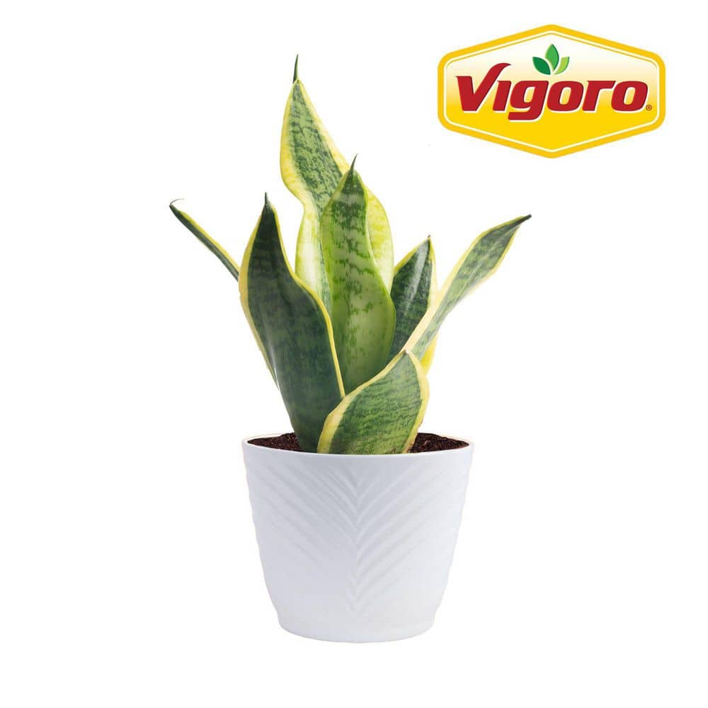 Vigoro Grower's Choice Sansevieria Indoor Snake Plant in 4 in. Decor Pot,  Avg. Shipping Height 8 in. Tall CO.SN04.3.WHTCY - The Home Depot