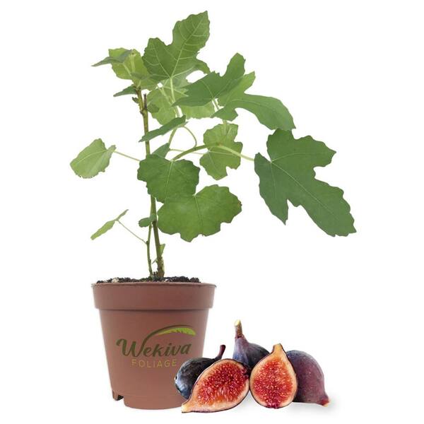 Wekiva Foliage Violet de Bordeaux Fig Tree-Live Plant in a 2 in. Pot-Ficus Carica-Edible Fruit Tree for The Patio and Garden