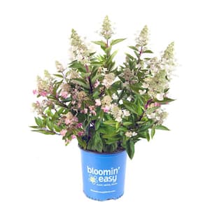 2 Gal. Flare Hardy Hydrangea (Paniculata) Live Shrub, White and Bright Red-Pink Flowers