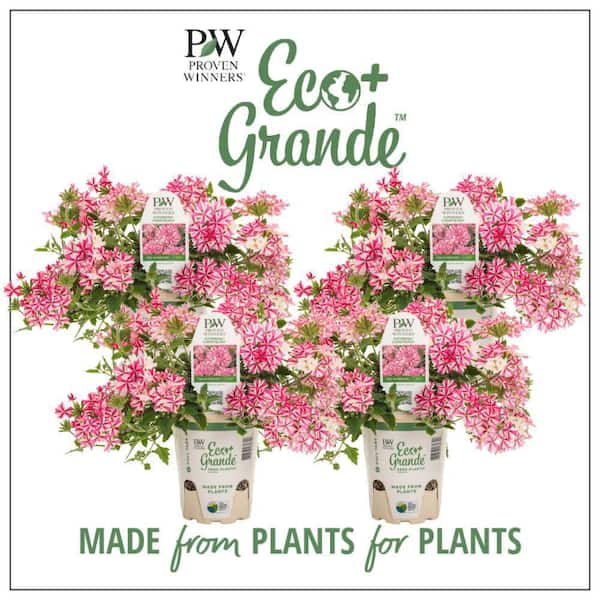 Proven Winners 4.25 in. Eco+ Grande Superbena Cherryburst (Verbena