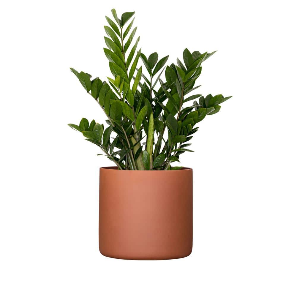 United Nursery Live ZZ Plant Zamioculcas Zamiifolia in