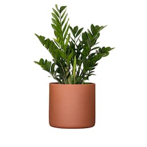 Live ZZ Plant Zamioculcas Zamiifolia in Premium 10 in. Terracotta Fiberglass Pot