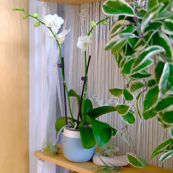 16 in. Premium Live Orchid Plant Blooming in 3.5 in. Blue and White Orchid Pot for Home Decor, White