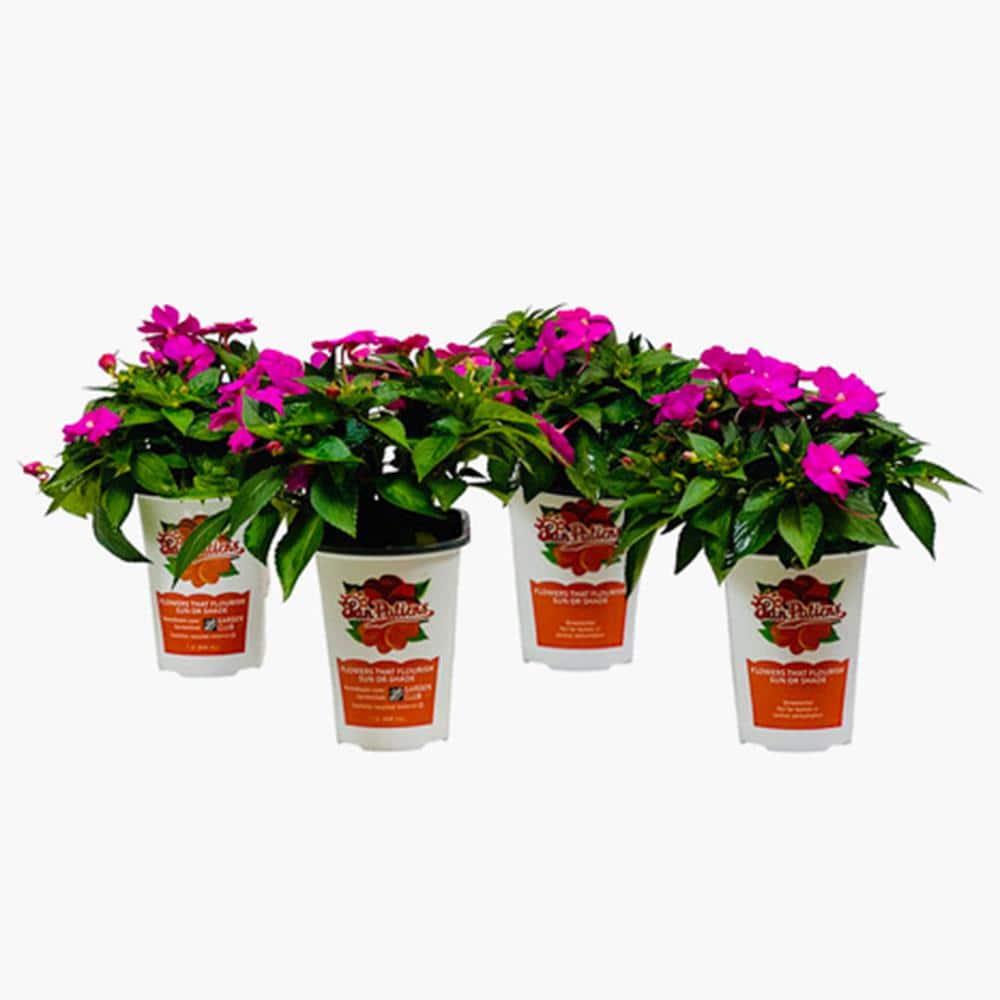 1 Qt. Compact Purple  Impatiens Outdoor Annual Plant with Purple Flowers in 4.7 in. Grower's Pot (4-Plants) price history on PriceWatchPro