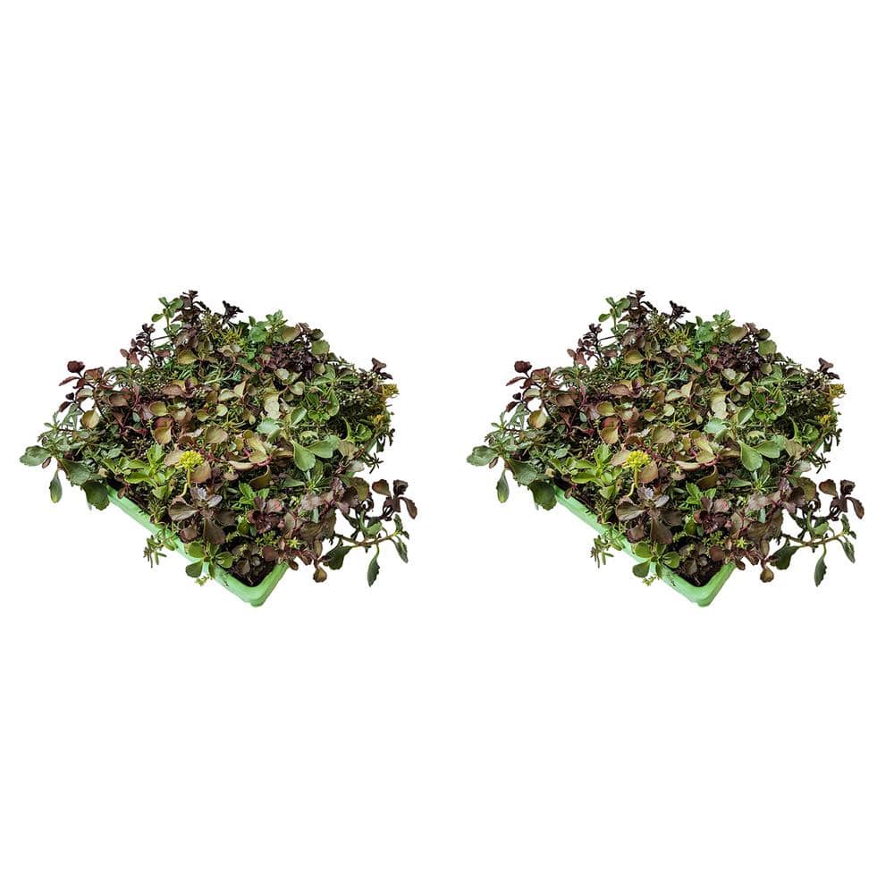 10 in. x 10 in. Perennial Sedum Tile Paver Mix (2-Pack)