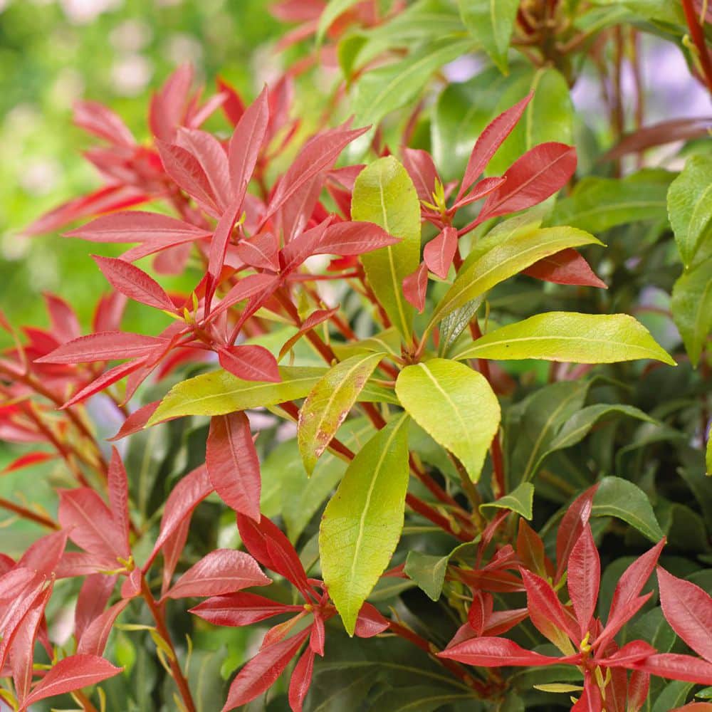 1 Gal. Pot, Mountain Fire Japanese Pieris Bush Potted White Flowering Shrub (1-Pack) price history on PriceWatchPro