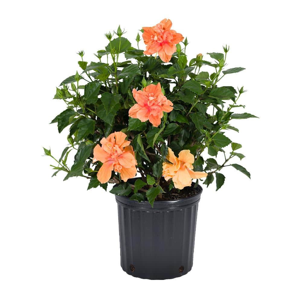 Costa Farms 1.70 Gal. Hibiscus Bush Orange/Peach Shrub 1.70
