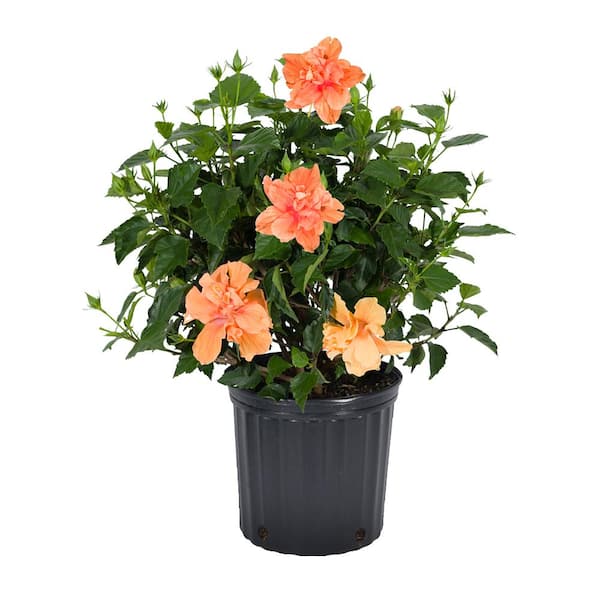 Costa Farms 1.70 Gal. Hibiscus Bush Orange/Peach Shrub 1.70