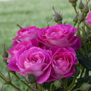 Easy To Please 24 in. Tall Tree Rose, Live Bareroot Plant, Pink Color Flowers (1-Pack)