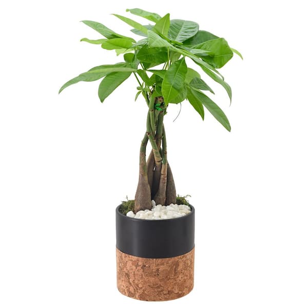 Arcadia Garden Products 4-1/2 in. Money Tree Black Round Cork Ceramic Planter