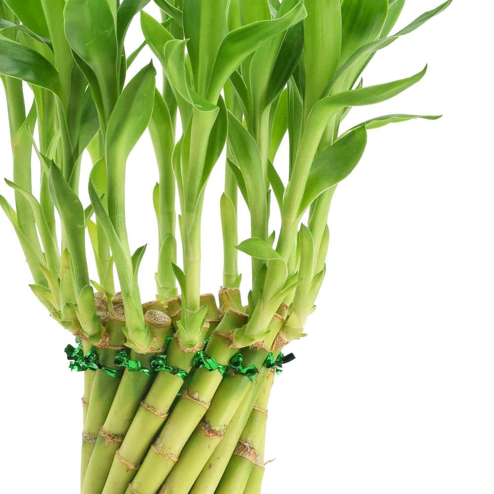 Tornado Lucky Bamboo in Tan Ceramic Planter