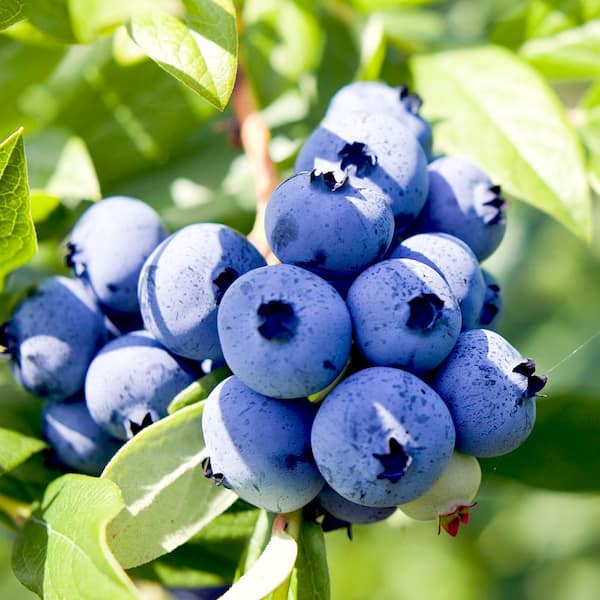 Unbranded 5 Gal. BlueJay Northern Highbush Blueberry Tree
