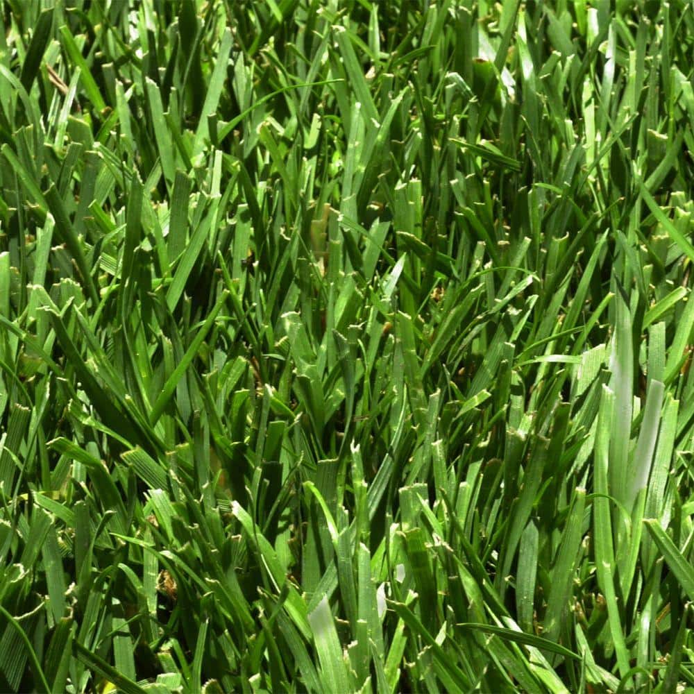 Harmony 8 sq. ft. Fescue Sod FESC8SF - The Home Depot