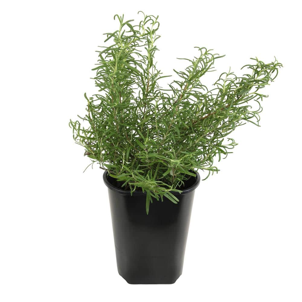 Ornamental Upright Rosemary Outdoor Plant Garden Annual in 1 Gal. Grower Pot price history on PriceWatchPro