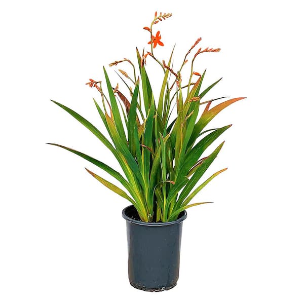 1.5 GL Crocosmia Lucifer Perennial Plant with Red Flowers-(1-Pack)