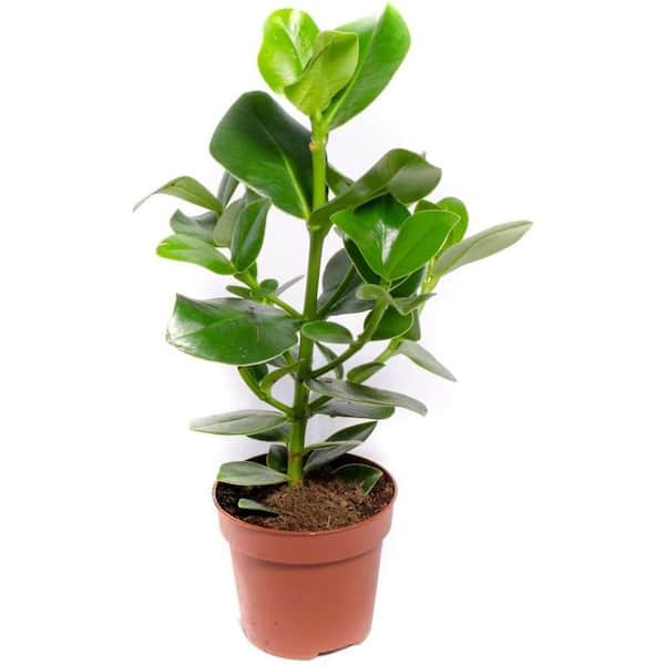 Wekiva Foliage Autograph Tree-5 Live Plants in 4 in. Grower's Pots-Clusia Rosea Princess-Elegant Tropical Foliage