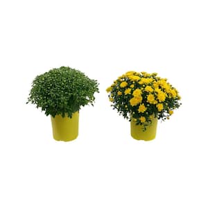 2.5 Qt. Mum Chrysanthemum Plant Yellow Flowers in 6.33 In. Grower's Pot (2-Plants)