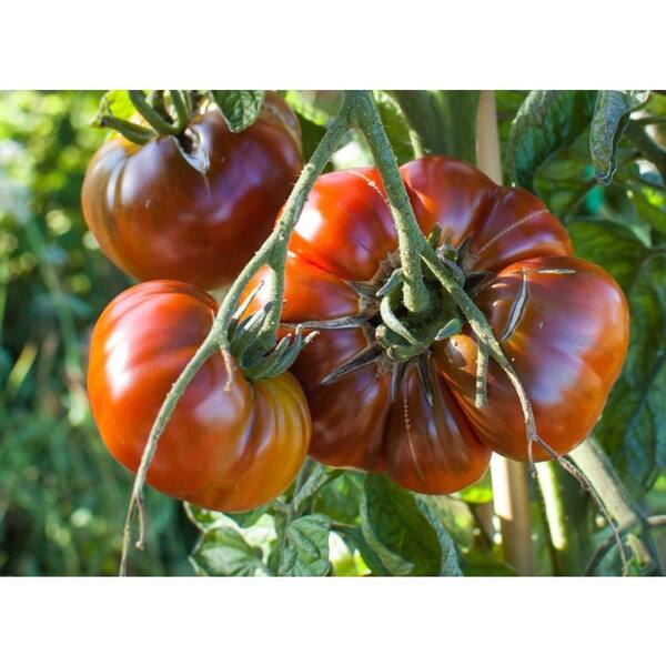 PROVEN WINNERS Paul Robeson Heirloom Tomato, Live Plant, Vegetable, 4.25 in. Grande