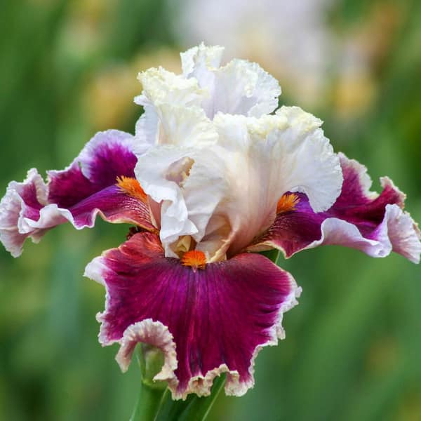 Spring Hill Nurseries Breezin' Bearded Iris, Bare Root Perennial Plant Rhizome (1-Pack)
