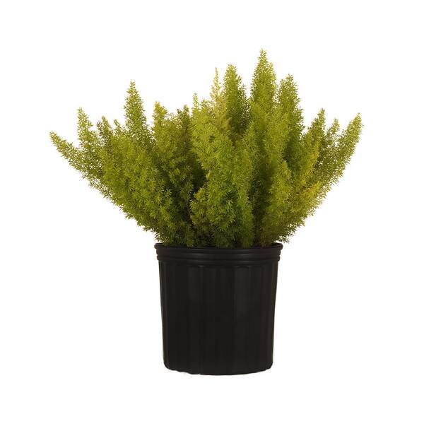 United Nursery Foxtail Fern Live Asparagus Densiflorus Indoor Plant Shipped in 9.25 inch Grower Pot