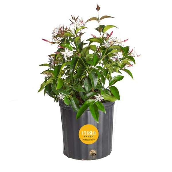 Costa Farms Outdoor Plant Jasmine Bush in 9.25 in. Grower Pot, Avg. Shipping Height 1-2 ft. Tall