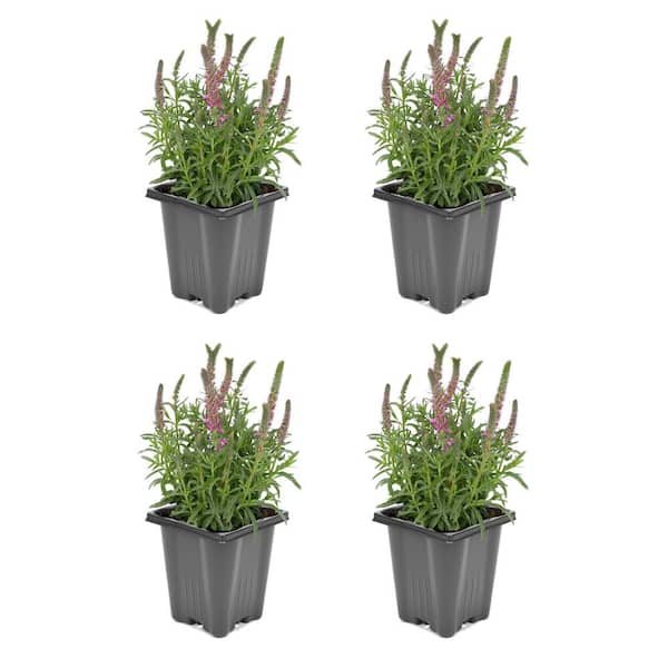 Unbranded 1.0 qt. Veronica Giles Van Hees Perennial Plant with Pink Flowers (4-Pack)