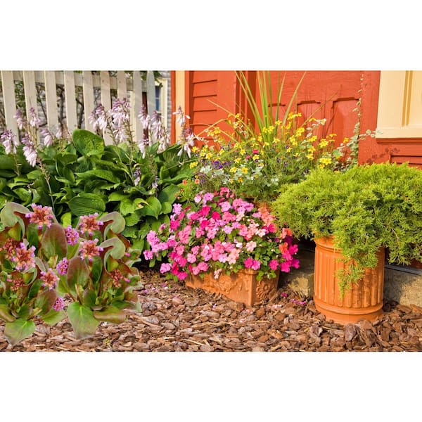 Unbranded - 2.5 qt. Bergenia Perennial Plant with Rose Pink Flowers-1 Pack