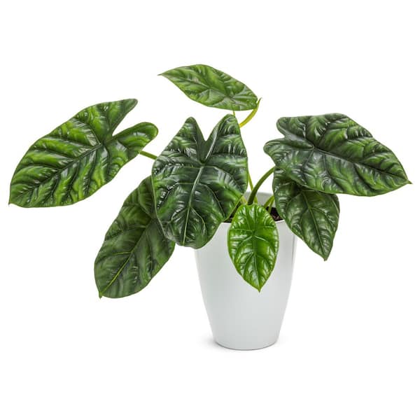Elephant Ear Alocasia Rumpelstiltskin Indoor Plant in 5 in. White Ceramic Decor Planter
