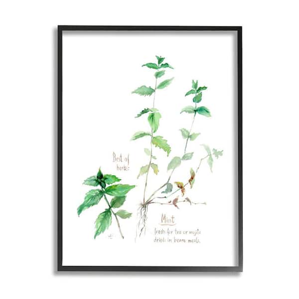 Stupell Industries Mint Sprigs Herbs Watercolor Garden Plant by Verbrugge Watercolor Framed Print Nature Texturized Art 16 in. x 20 in.