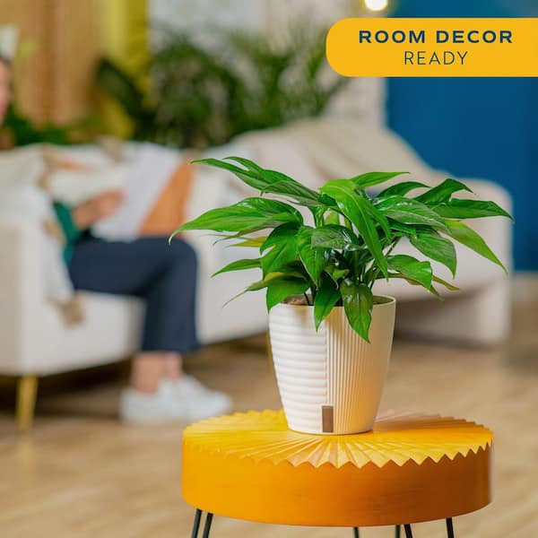 Baltic Blue Indoor Plant in 6 in. Self-Watering Planter, Avg. Shipping Height 1-2 ft. Tall