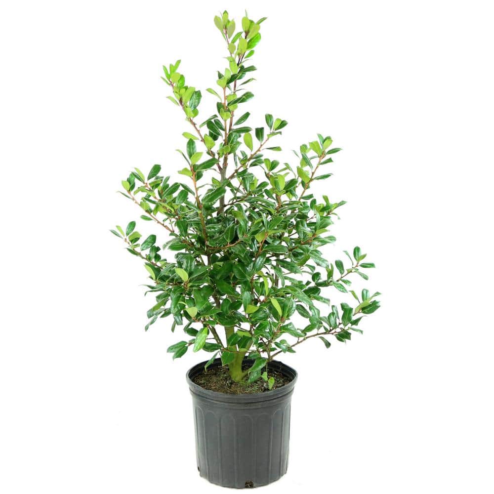 2.25 Gallon White Holly Nellie R. Stevens Shrub