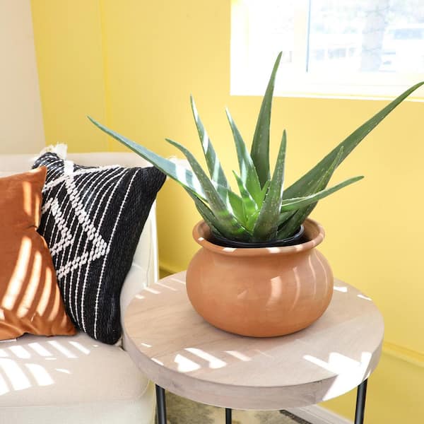 can you plant dracaena marginata outside Explore Our Dracaena Dragon Tree Bicolor main image 1