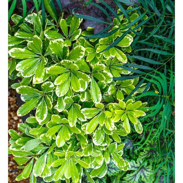 SOUTHERN LIVING 2.5 qt. Mojo Pittosporum Shrub (Japanese Mock