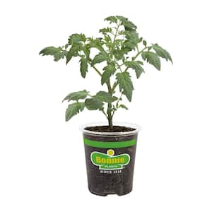 19 oz. Seattles Best Heirloom Tomato Plant