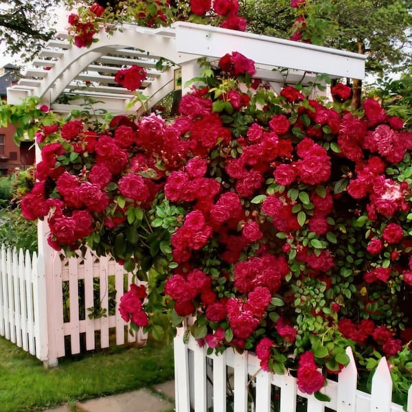 Bare Root Rose Climbing Blaze with Red Flowers (2-Pack)