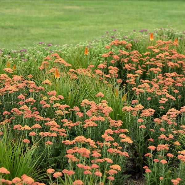 PROVEN WINNERS 1 Gal. Firefly Peach Sky Yarrow (Achillea) Live