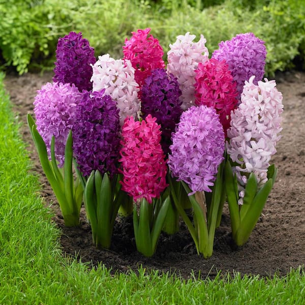 Longfield Gardens Hyacinth Fierce Mix Bulbs (15-Pack)