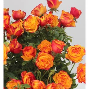 4 in. Teddy Bear Mini Rose with Orange Flowers (3-Piece)