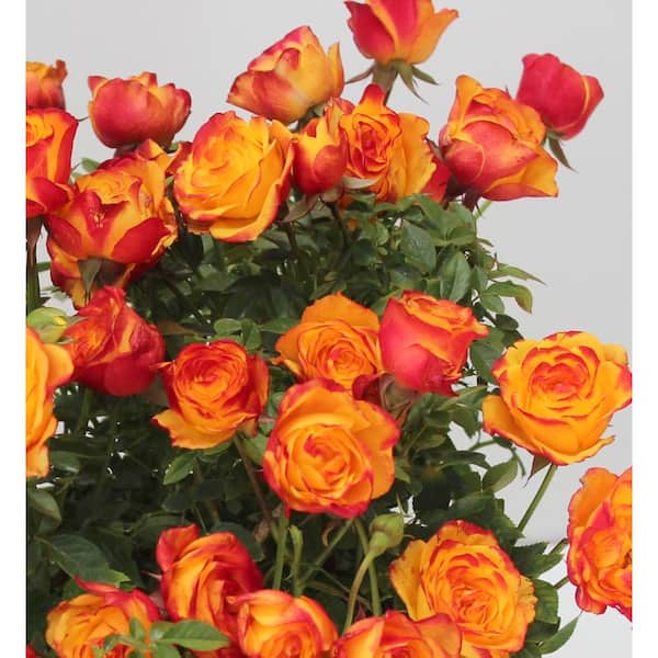 national PLANT NETWORK 4 in. Teddy Bear Mini Rose with Orange Flowers (3-Piece)